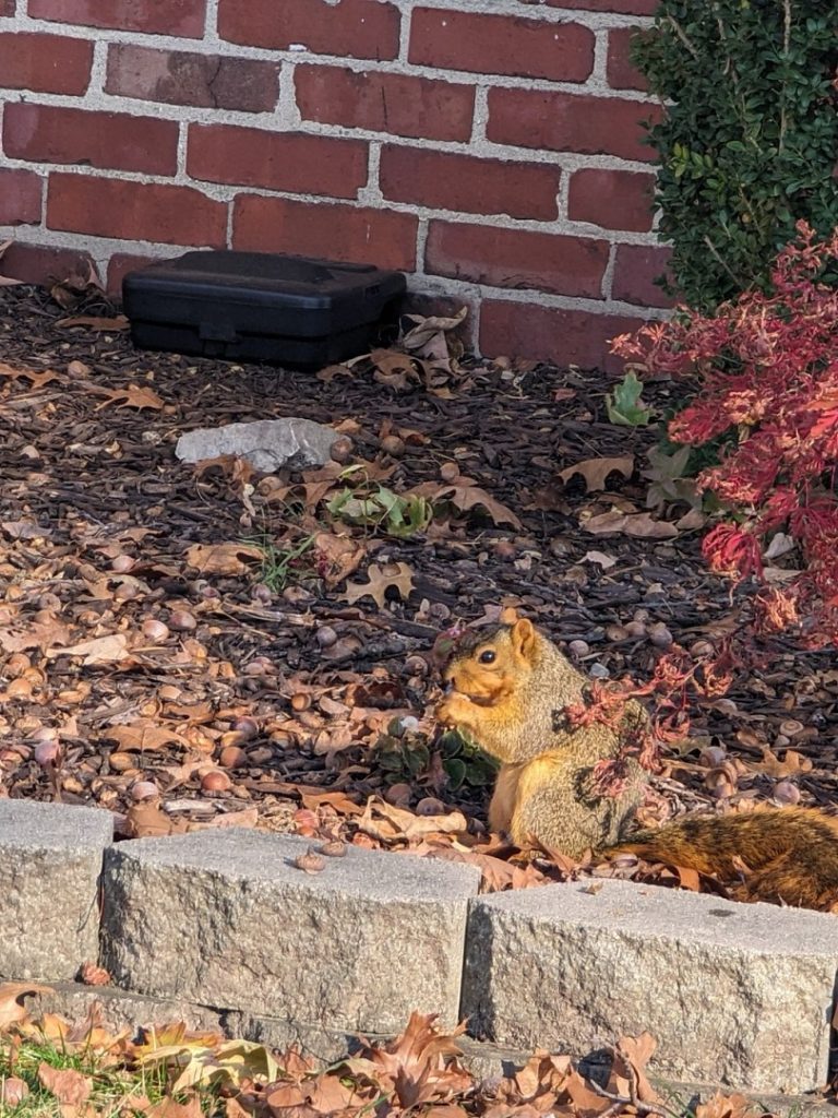 squirrel eating a nut in Indy